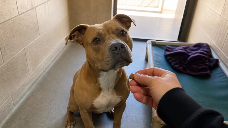 Dog Adoption in Fresno, CA: Your Complete Guide