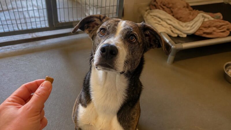 Dog Adoption in Grand Rapids, MI: Your Complete Guide