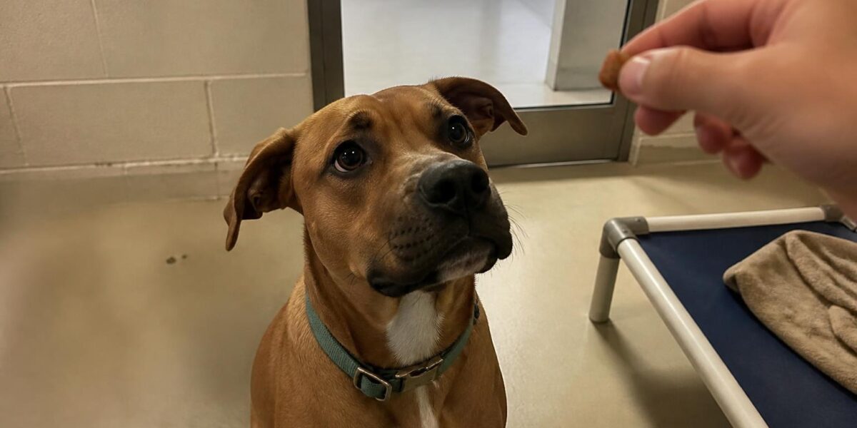 Dog Adoption in Greenville, SC: Your Complete Guide