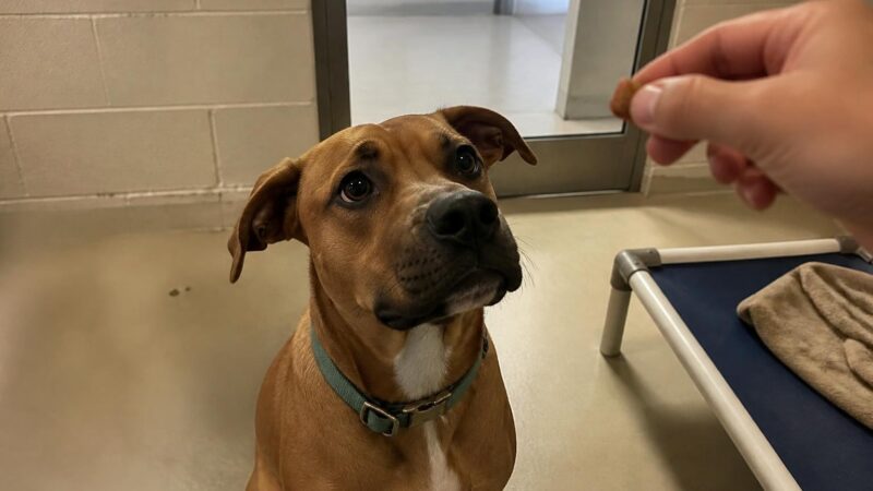 Dog Adoption in Greenville, SC: Your Complete Guide