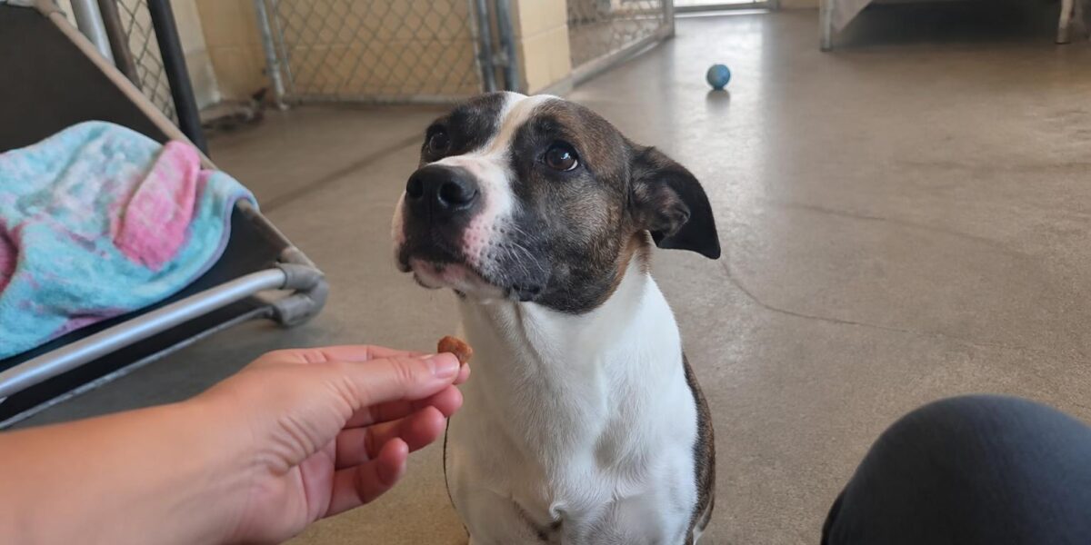 Dog Adoption in Honolulu, HI: Your Complete Guide