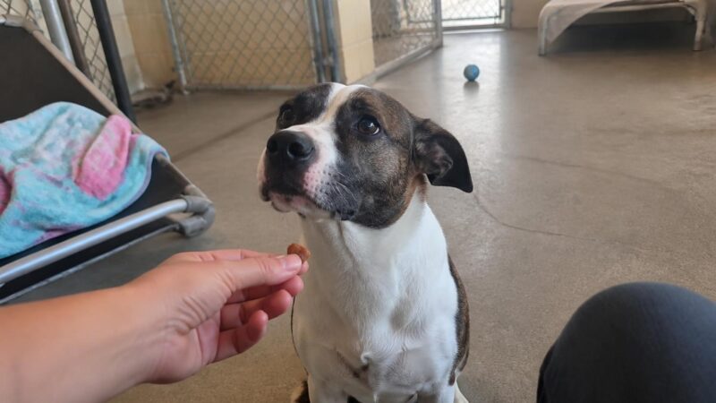 Dog Adoption in Honolulu, HI: Your Complete Guide