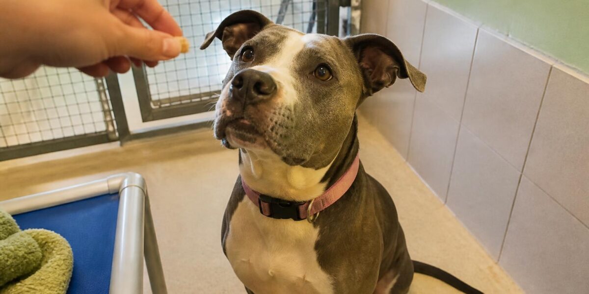 Dog Adoption in Houston, TX: Your Complete Guide