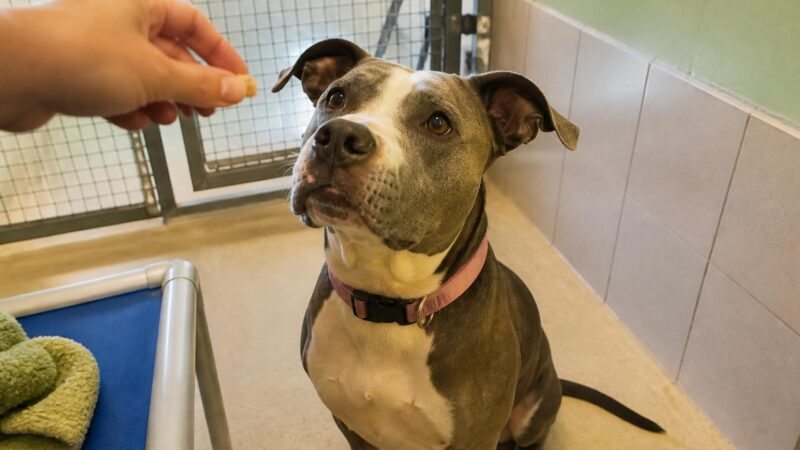 Dog Adoption in Houston, TX: Your Complete Guide