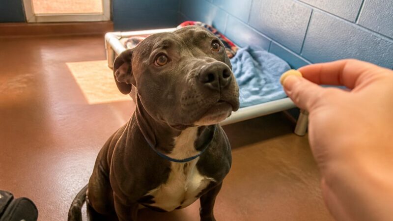 Dog Adoption in Indianapolis, IN: Your Complete Guide