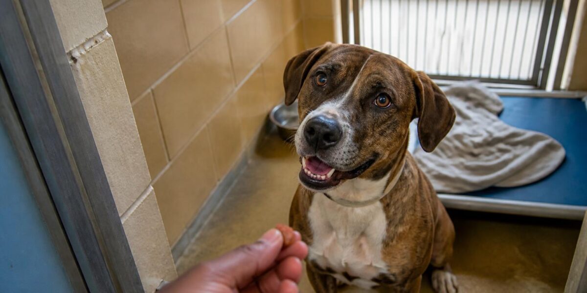 Dog Adoption in Jackson, MS: Your Complete Guide