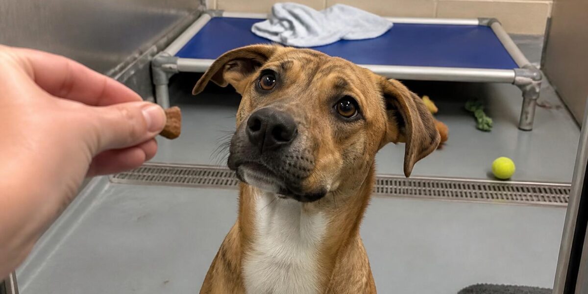 Dog Adoption in Jacksonville, FL: Your Complete Guide