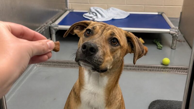 Dog Adoption in Jacksonville, FL: Your Complete Guide