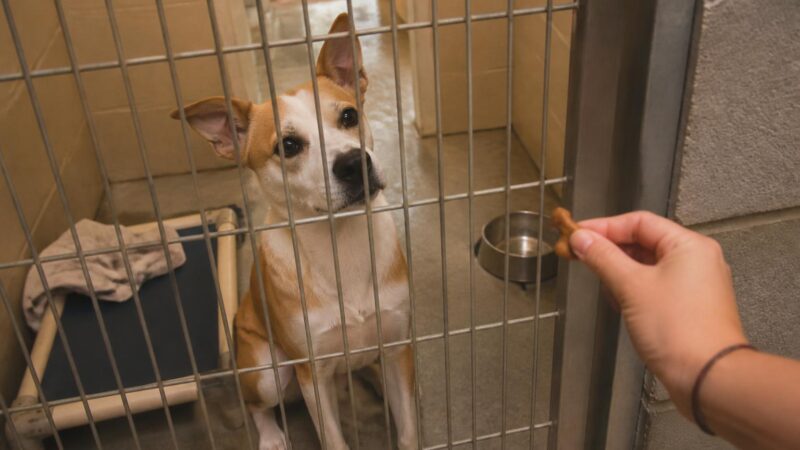 Dog Adoption in Las Vegas, NV: Your Complete Guide
