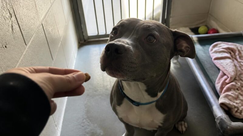 Dog Adoption in Los Angeles, CA: Your Complete Guide