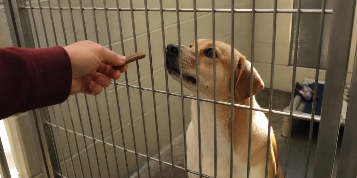 Dog Adoption in Louisville, KY: Your Complete Guide