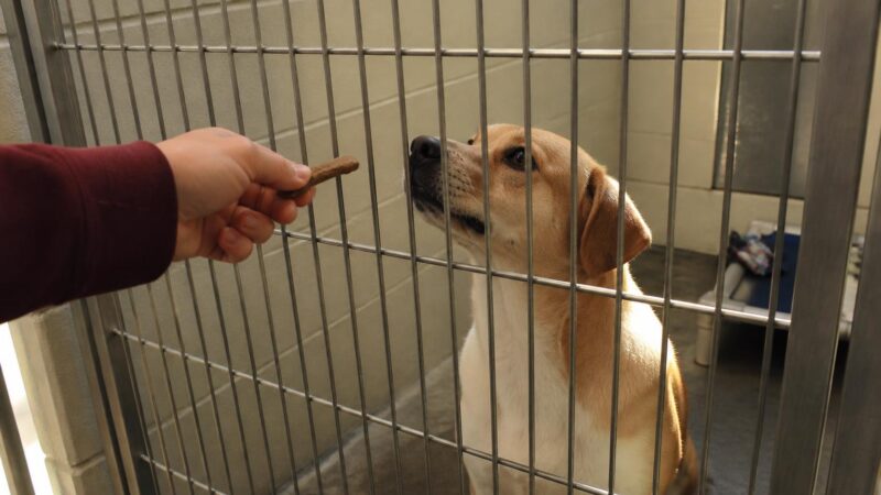 Dog Adoption in Louisville, KY: Your Complete Guide