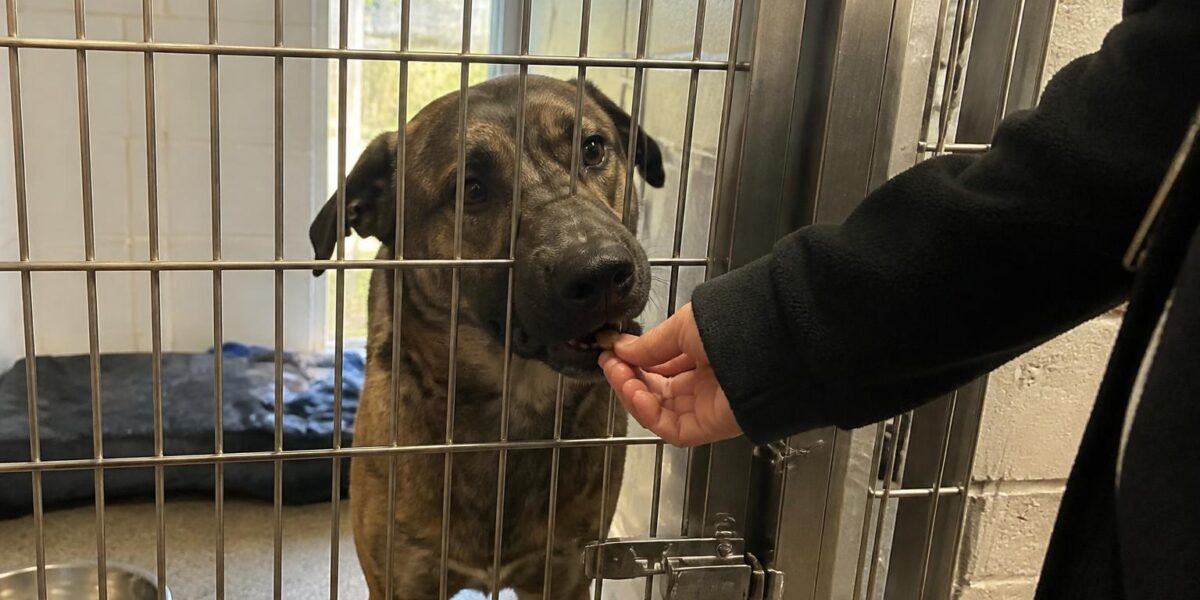 Dog Adoption in Madison, WI: Your Complete Guide