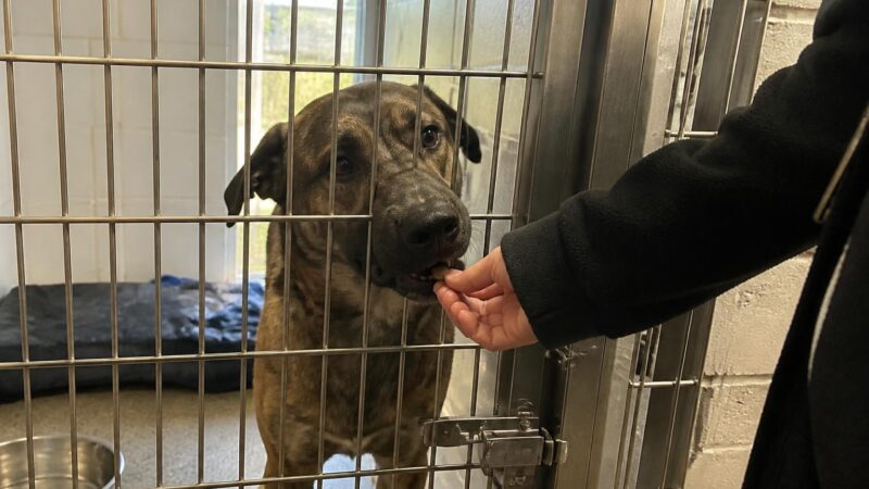 Dog Adoption in Madison, WI: Your Complete Guide