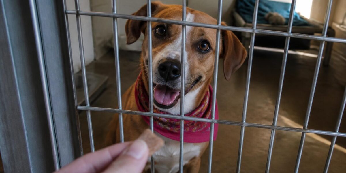 Dog Adoption in Memphis, TN: Your Complete Guide