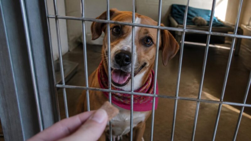 Dog Adoption in Memphis, TN: Your Complete Guide
