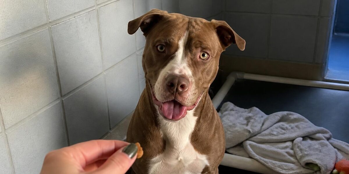 Dog Adoption in Miami, FL: Your Complete Guide