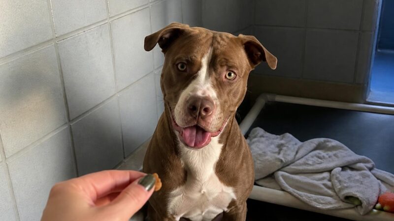 Dog Adoption in Miami, FL: Your Complete Guide