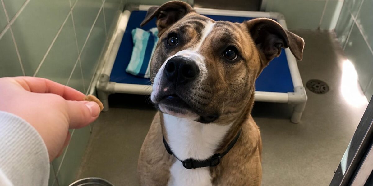 Dog Adoption in Milwaukee, WI: Your Complete Guide