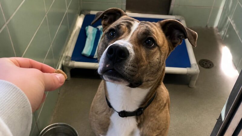 Dog Adoption in Milwaukee, WI: Your Complete Guide
