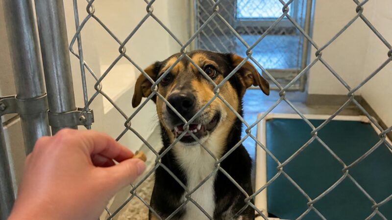 Dog Adoption in Missoula, MT: Your Complete Guide