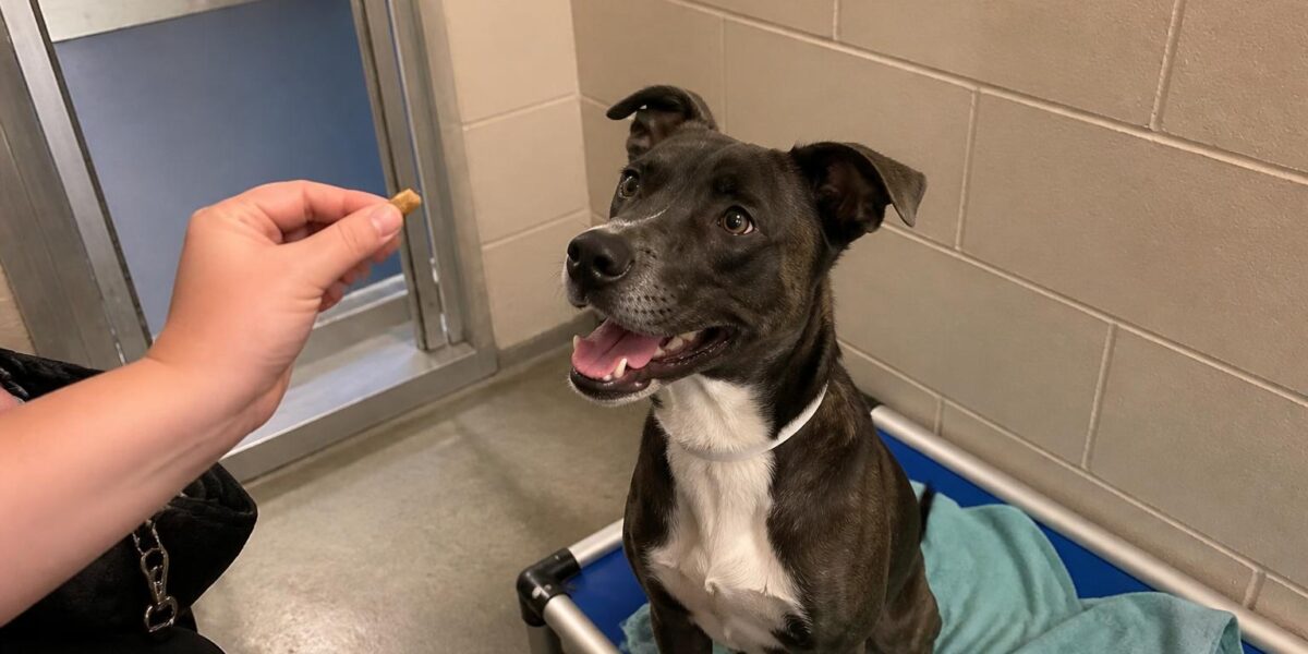 Dog Adoption in Nashville, TN: Your Complete Guide