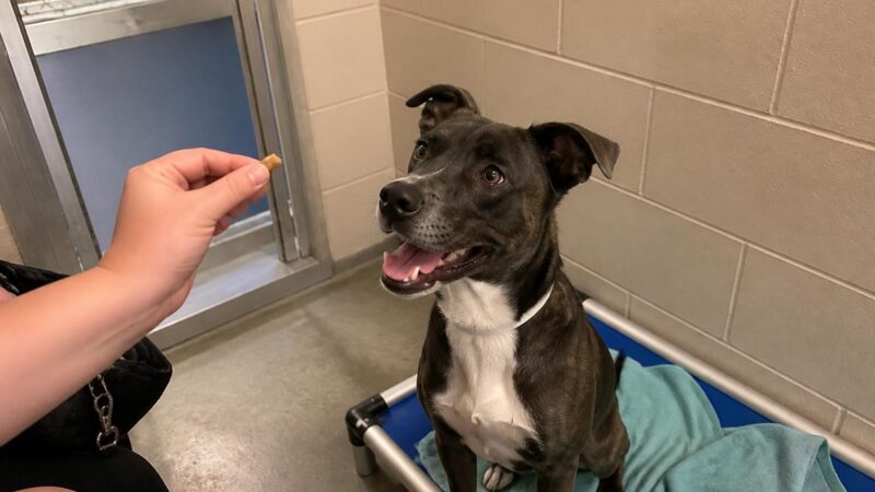 Dog Adoption in Nashville, TN: Your Complete Guide