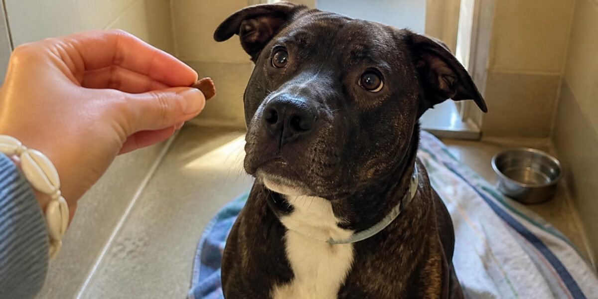 Dog Adoption in New Orleans, LA: Your Complete Guide
