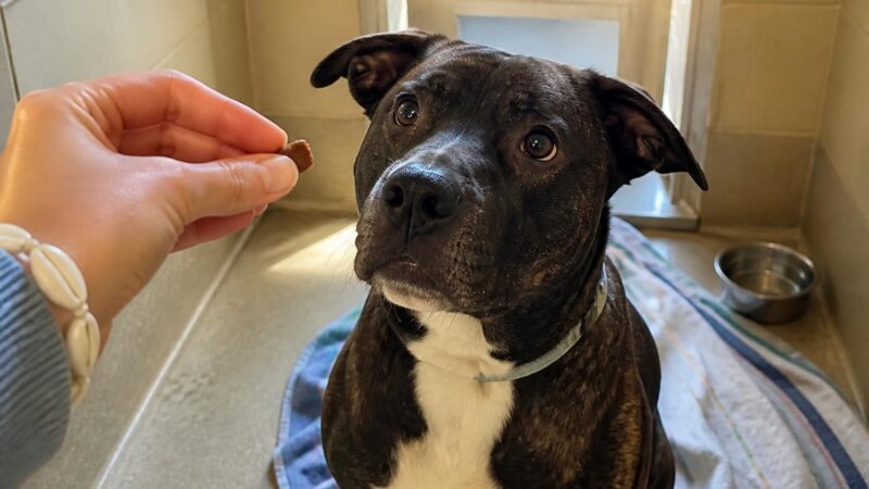 Dog Adoption in New Orleans, LA: Your Complete Guide