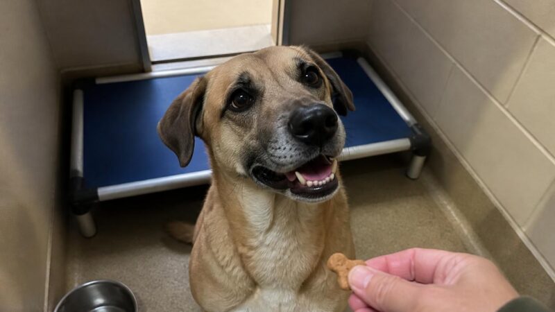Dog Adoption in Omaha, NE: Your Complete Guide