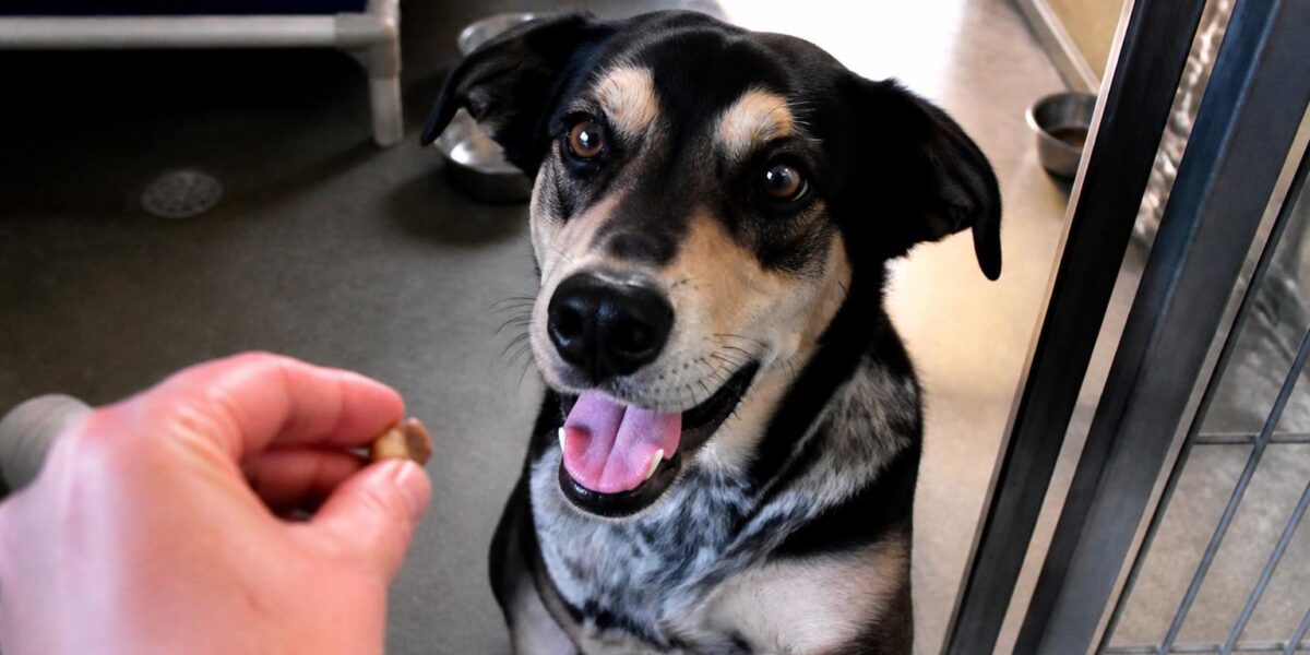 Dog Adoption in Orlando, FL: Your Complete Guide