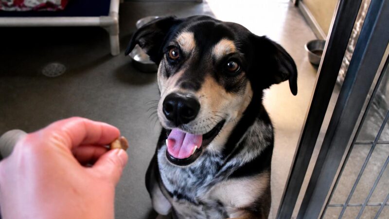 Dog Adoption in Orlando, FL: Your Complete Guide