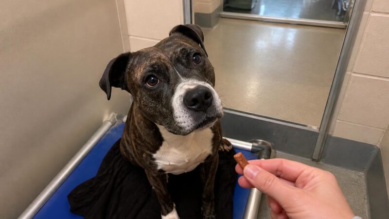 Dog Adoption in Phoenix, AZ: Your Complete Guide