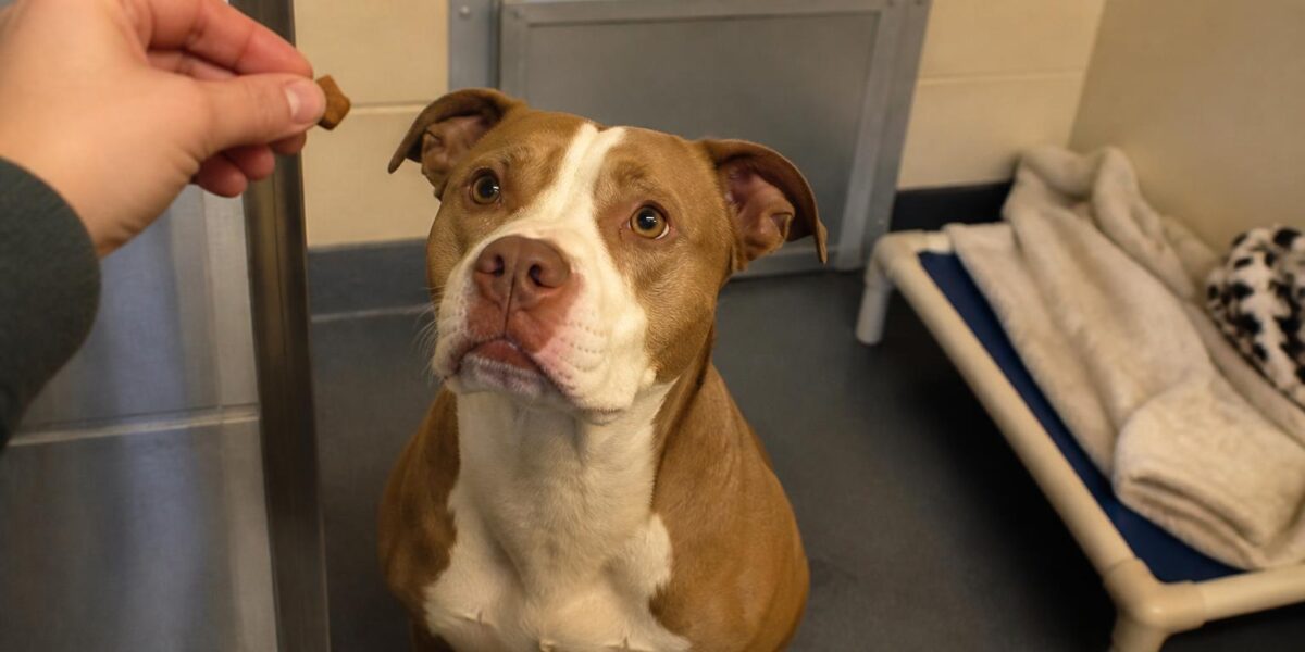 Dog Adoption in Pittsburgh, PA: Your Complete Guide