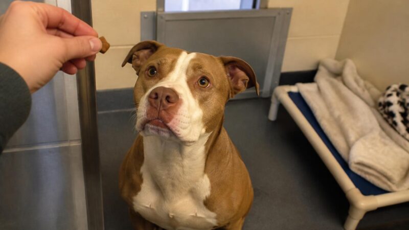 Dog Adoption in Pittsburgh, PA: Your Complete Guide