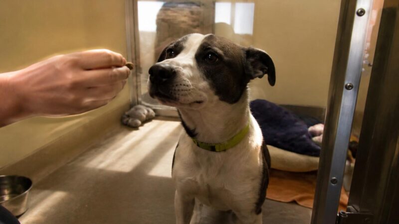 Dog Adoption in Portland, OR: Your Complete Guide