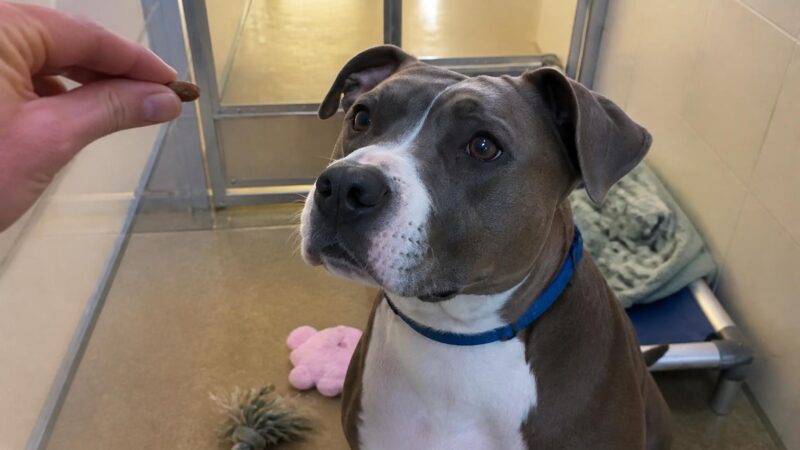 Dog Adoption in Providence, RI: Your Complete Guide