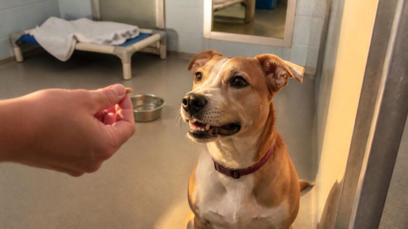 Dog Adoption in Raleigh, NC: Your Complete Guide