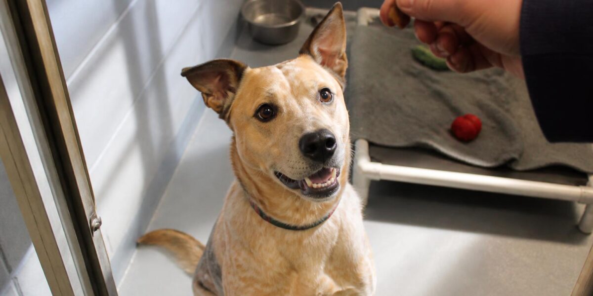 Dog Adoption in Reno, NV: Your Complete Guide