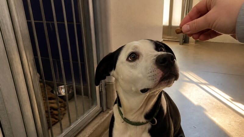 Dog Adoption in Richmond, VA: Your Complete Guide