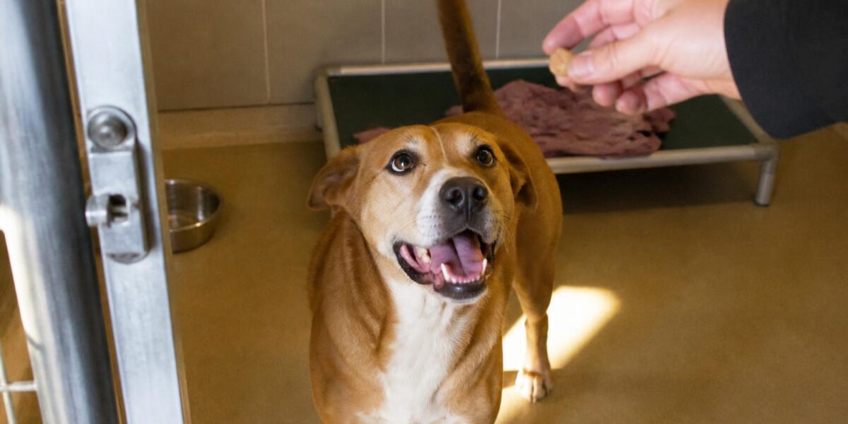 Dog Adoption in Rochester, NY: Your Complete Guide