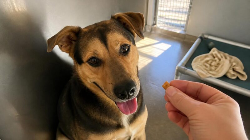 Dog Adoption in Sacramento, CA: Your Complete Guide
