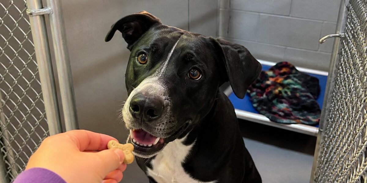 Dog Adoption in Salt Lake City, UT: Your Complete Guide
