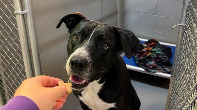 Dog Adoption in Salt Lake City, UT: Your Complete Guide