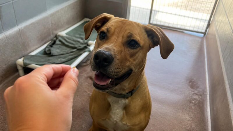 Dog Adoption in San Antonio, TX: Your Complete Guide