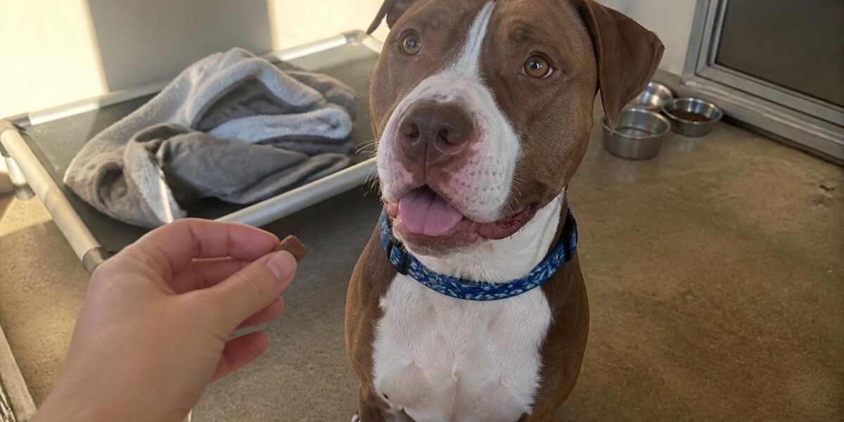 Dog Adoption in San Diego, CA: Your Complete Guide