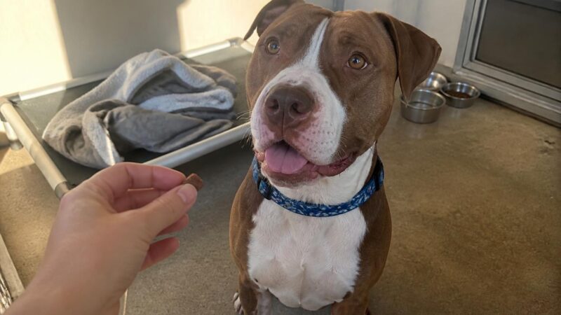 Dog Adoption in San Diego, CA: Your Complete Guide