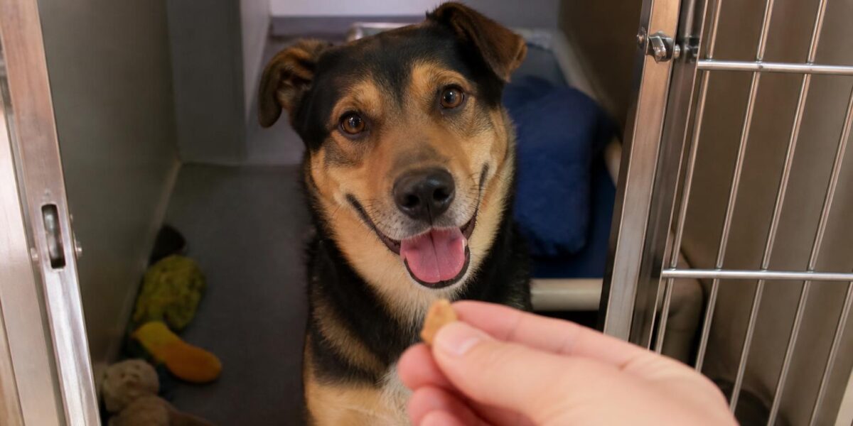 Dog Adoption in San Jose, CA: Your Complete Guide