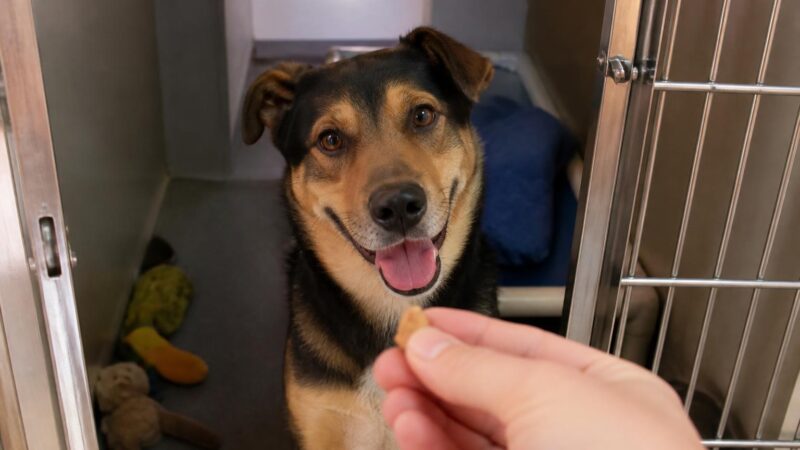 Dog Adoption in San Jose, CA: Your Complete Guide
