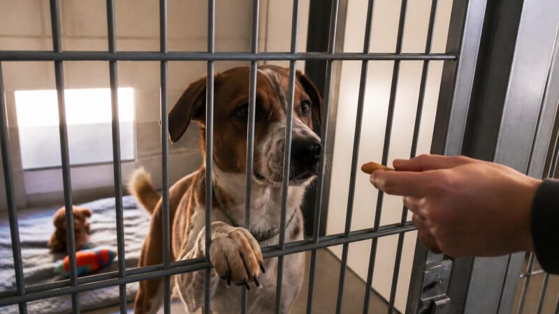 Dog Adoption in Santa Fe, NM: Your Complete Guide